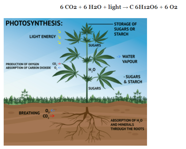 شیمی در گیاهان